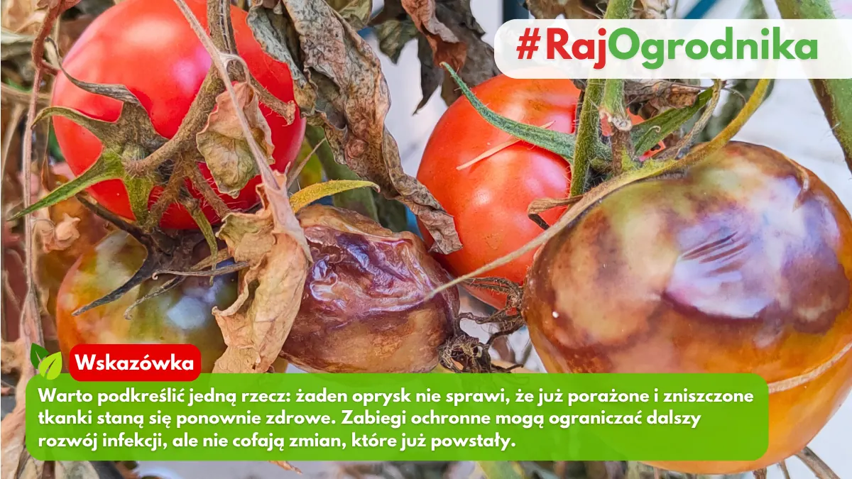 Zaraza ziemniaczana na owocach pomidora blog sklep rajogrodnika